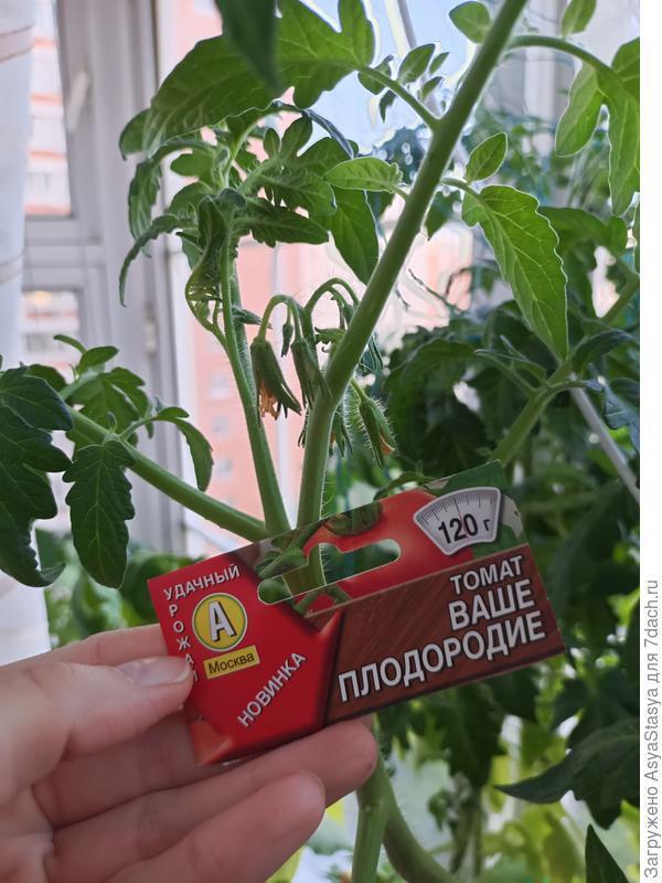 28.05, первые цветы (еще до высадки в ОГ)