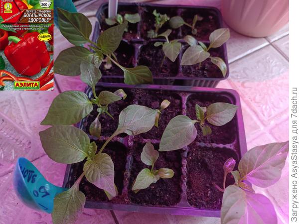 перед перевалкой