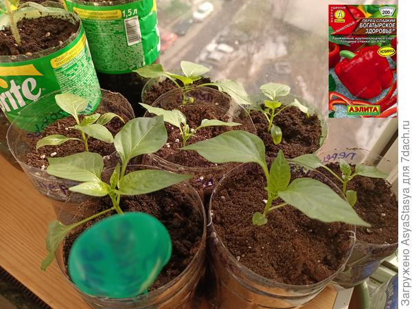 Переехали на окно