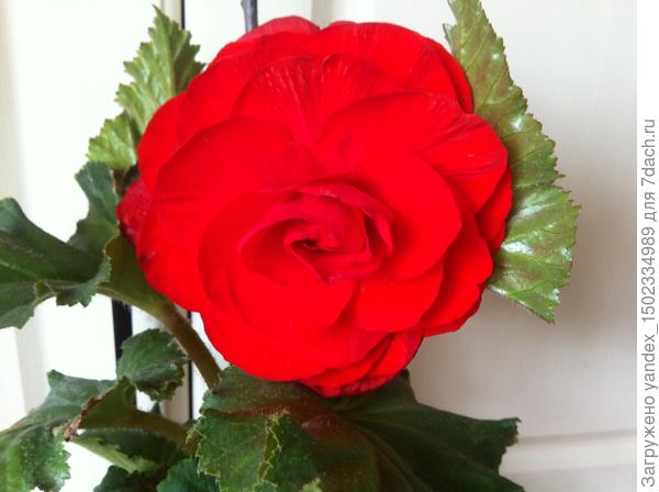 Прошлогодняя красотка