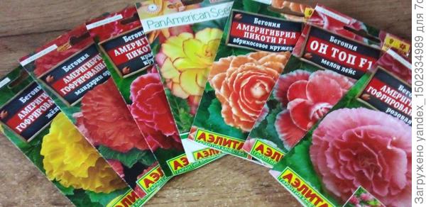 Семена серии Панамерикан.