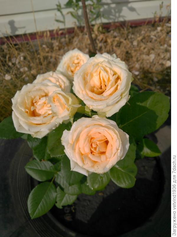 бутоны в неполном роспуске