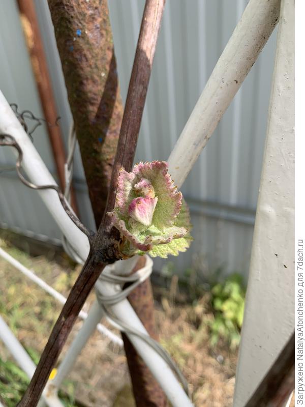 Листики винограда