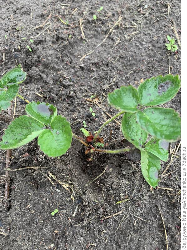 Фото без пятен