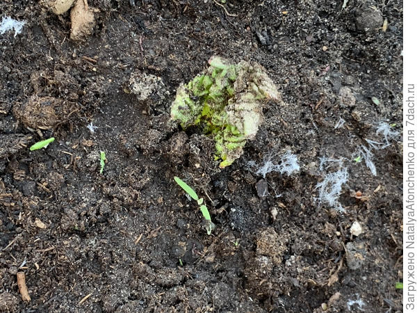 Вот он, ревень. Впервые его вижу вдивую. Этот сморщенный лист прекрасен.