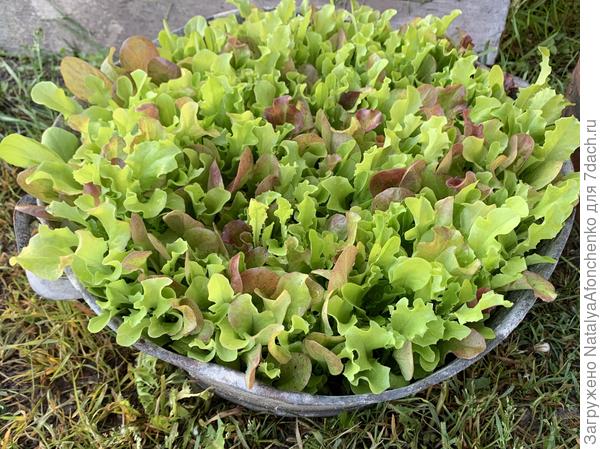 Вот так я выращиваю салат. Это смесь из Италии.