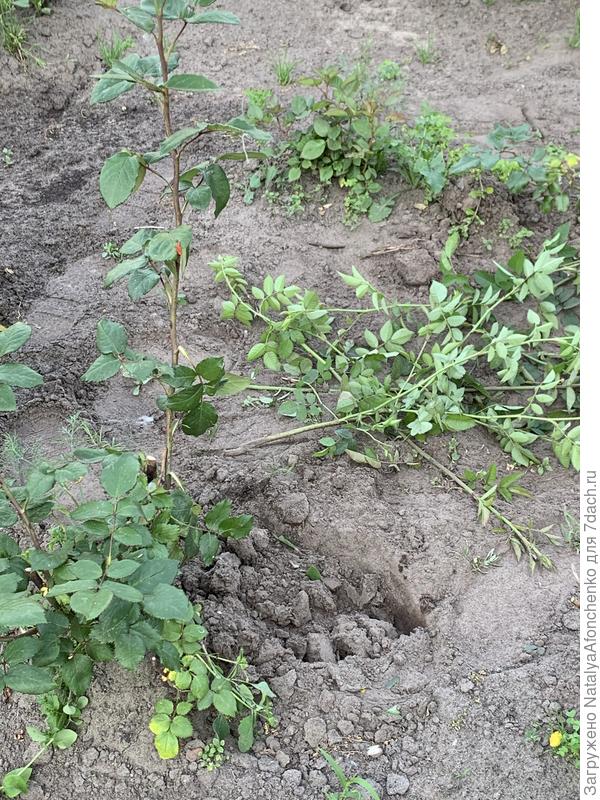 Вырубила поросль