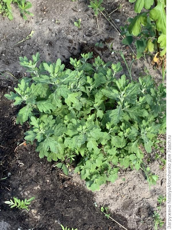 Это вторая сторона от дорожки