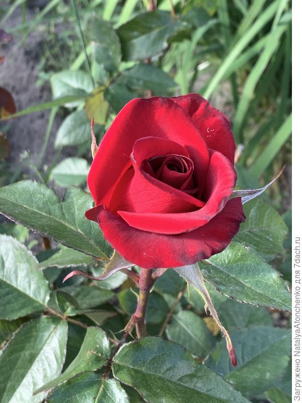 Не знаю ни одного названия.