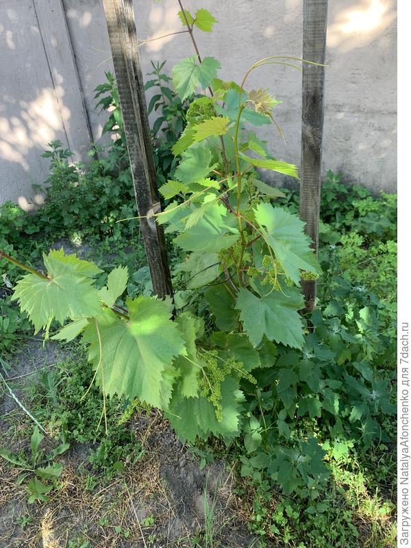 Он тоже не сформирован нормально, но тут ещё не все потеряно. Лозы гибкие