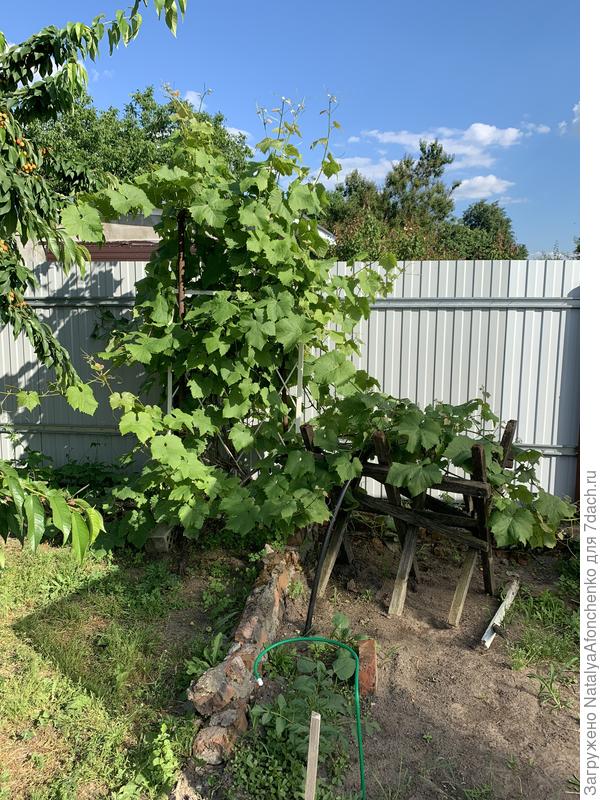 Большой куст дружбы