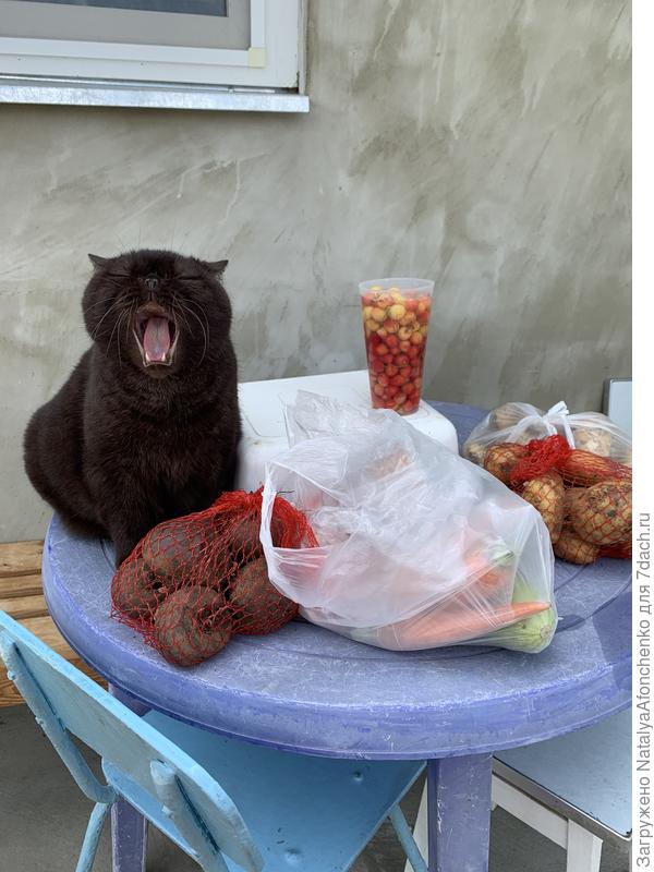 Кошак, когда я с работы приехала ))