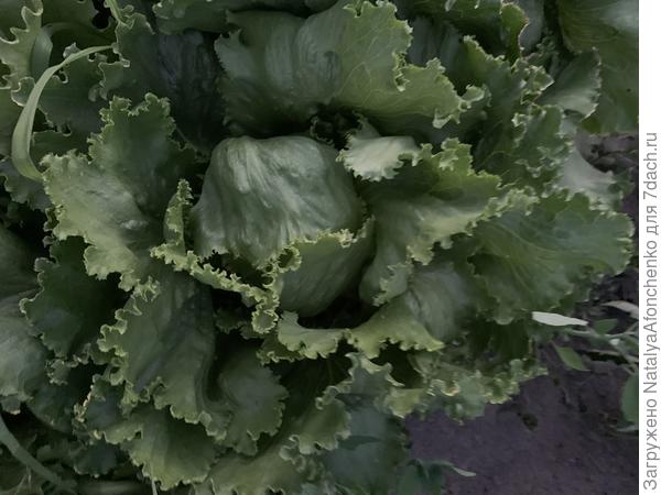 Айсберг принимает форму прямоугольника со сторонами кочана наконец, но мы его и не едим , наелись уже.