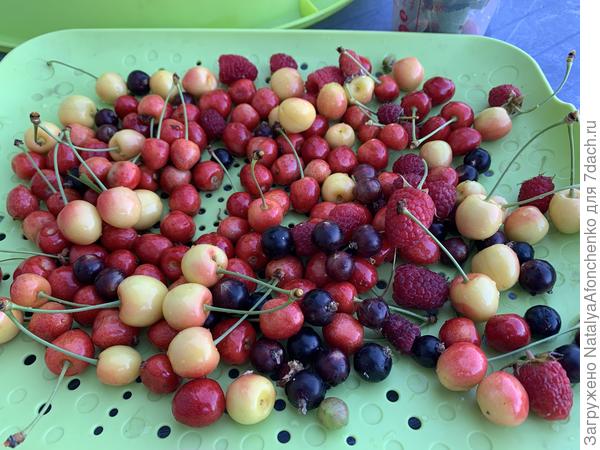 Появились ягоды. Мы столько съесть не можем, а все угощаемые ленятся лезть на специальную садовую стремянку и собирать себе ягоды…
Как-то так…