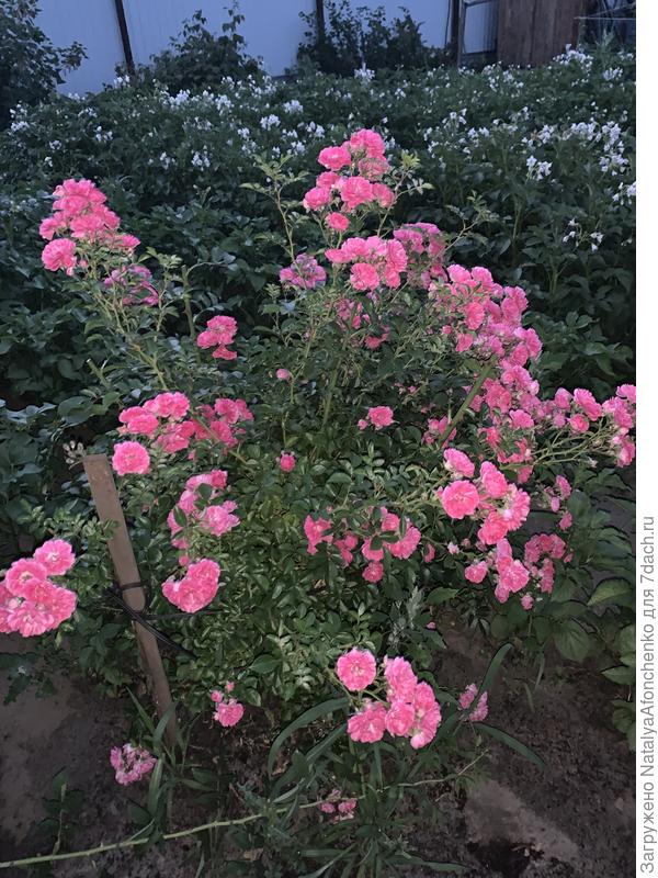 Роза радует, хочу как-то ее размножить, а как не знаю. В видосах они их в бананы засовывают и все прям растёт-цветёт…
Эту розу я чуть не выкопала , думала шиповник, решила дождаться цветения.