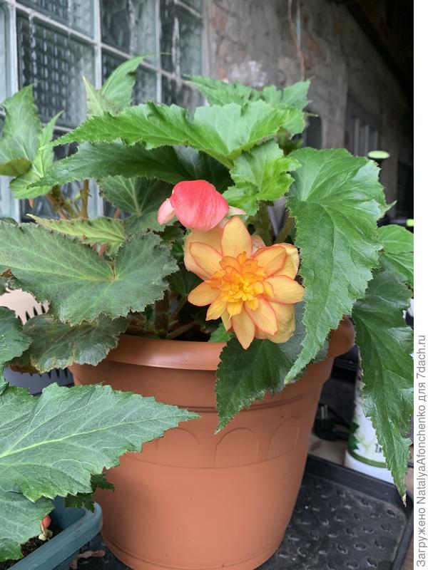 Расцвела бегония( это Голден бэлкони)