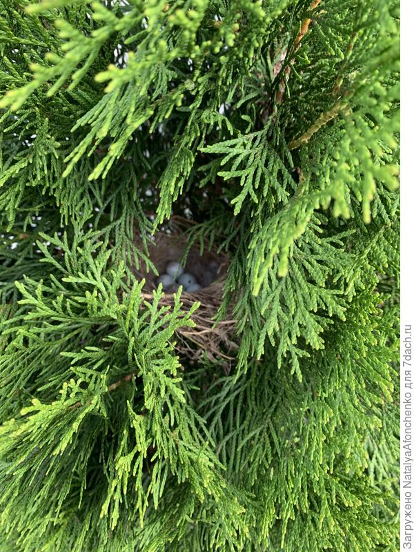 Гнездо мухоловки