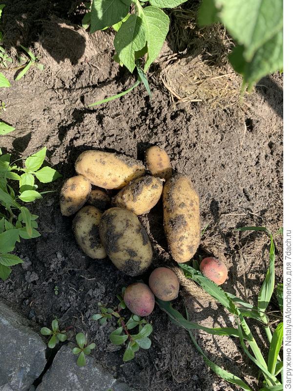 Картошечка