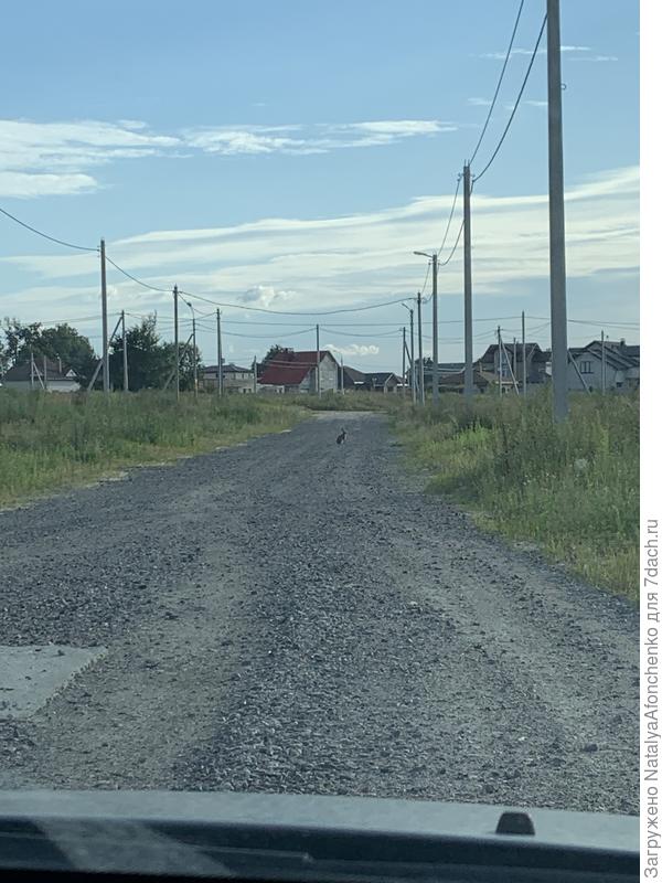 Дикие зайцы на улице