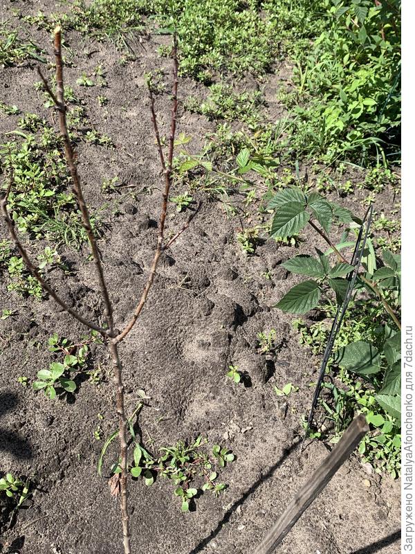 Это почки на абрикосе, срезала с двух веток сухие верхушки.  Ствол живой, почек нет. Обработала  стимулятором роста.