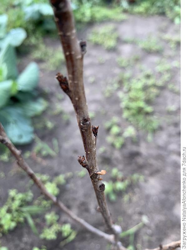 Почки , такие все