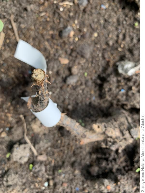 Срезала несколько мм сейчас с розы Эльф. Привой сухой, мёртвый.