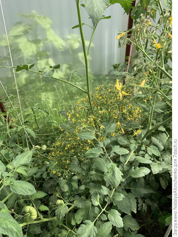 А это вторая загадка-таких вообще один куст,  куча цветов, завязь пока единичная есть там. Что это ? Кисти огромные .