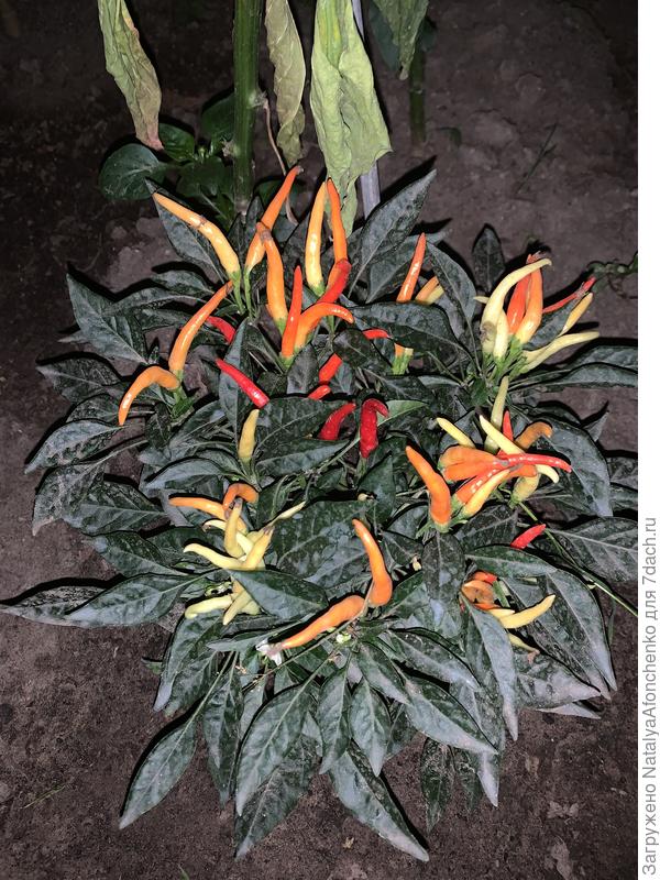 Яркие лучи.  Красивое. Буду ещё сеять