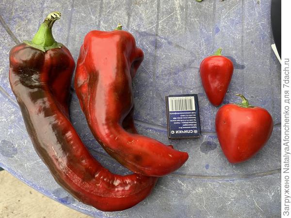 На рынке у бабушки купила перцы. Не знаю названий, очень вкусные.