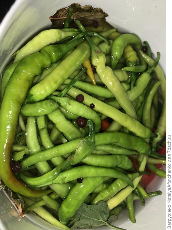 Квашеный перец. Начало.