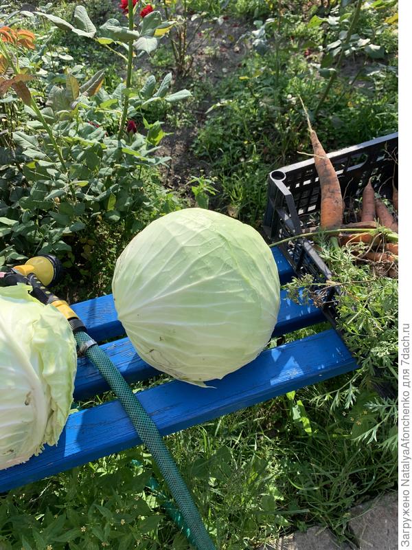 Капуста сорт белорусская 85 либо Валентина f1.  в этом году всё перепуталось.