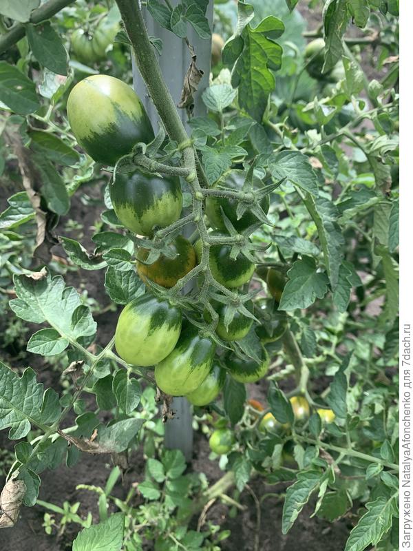 Шоколадный зайчик, красавчик, не поразился фитофторой .