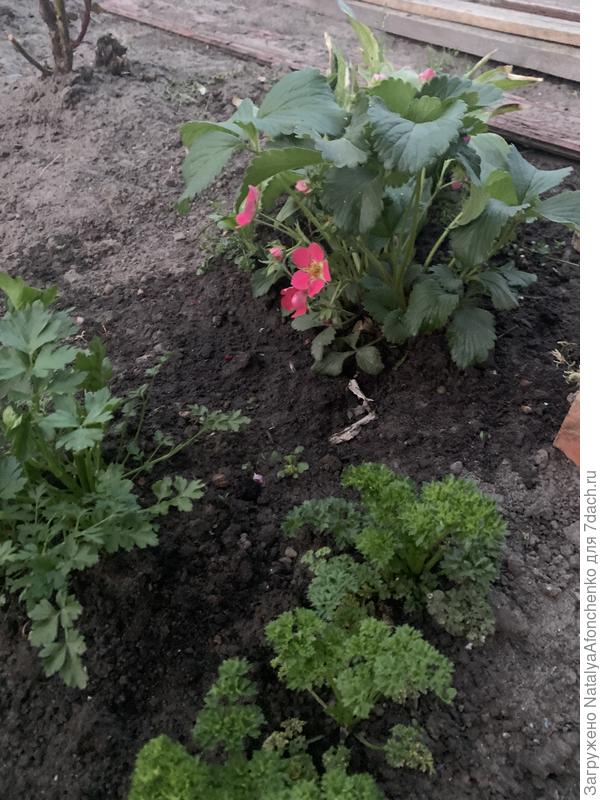 Рейнбоу Треже F1