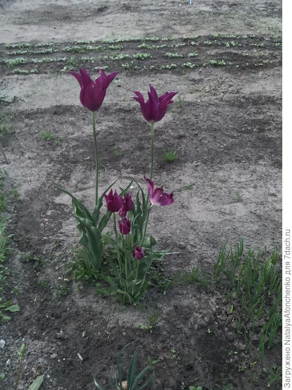 Вот такой пересорт тюльпанов попался в прошлогодних покупках.