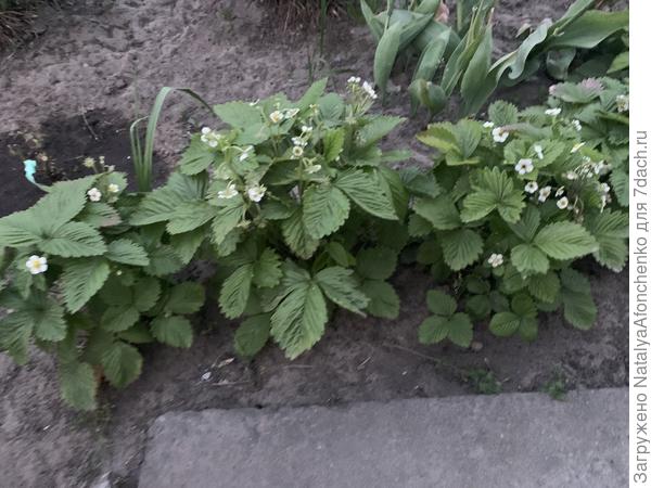 Барон Салемахер , земляника