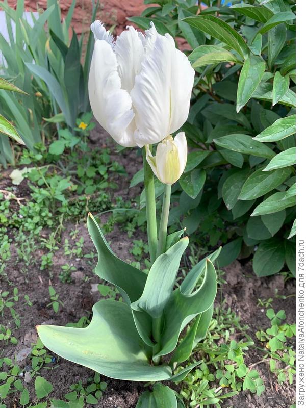 Тюльпан-попугай.  Один из любимчиков