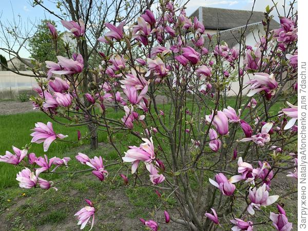 Магнолия цвела, почти все уже.