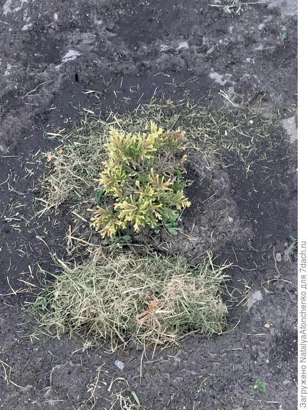 Можжевельник лайм-глоу , случайно купленный на распродаже, вышел из зимы и стал лимонным) Красавчик