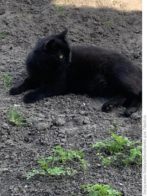 Клеопатра -Мурка отдыхает в петрушке