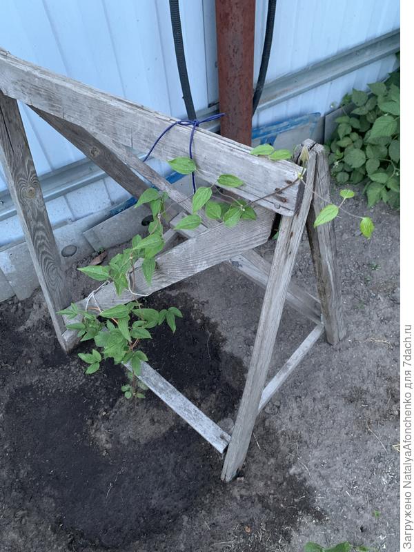 Новокупленный Клематис. Хотела прищепнуть , чтобы ветви пустил, но не успела, а он на макушке бутон выпустил.