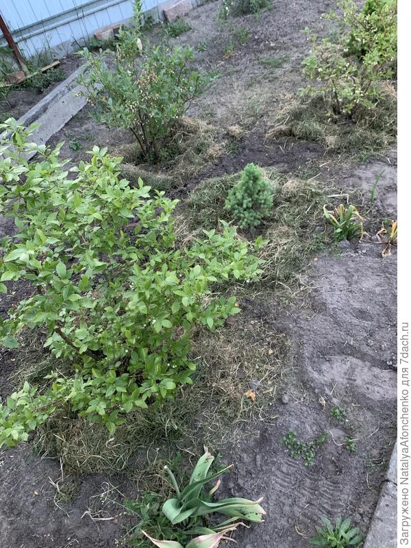 Это замульчировала голубику.