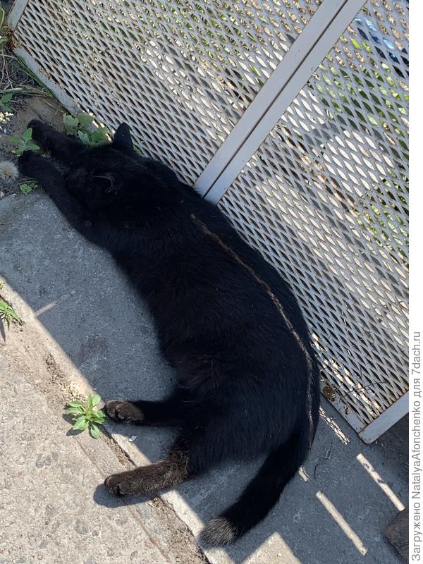 Клёпа -помощница