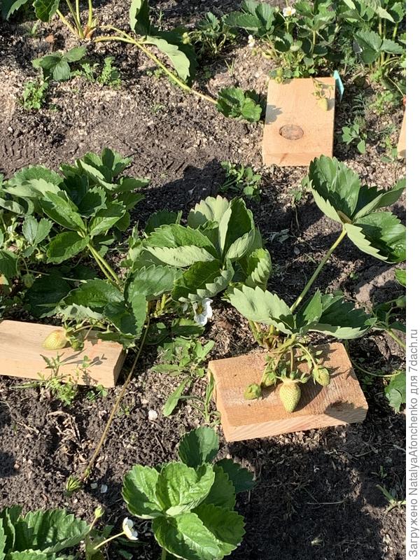 Выкалывала клубнику, оставила часть усов