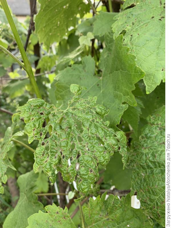 Сколько лет растет виноград, никогда с таким не сталкивалась