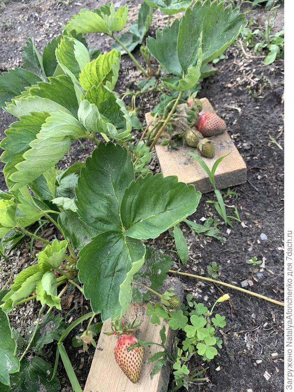 Еще клубника