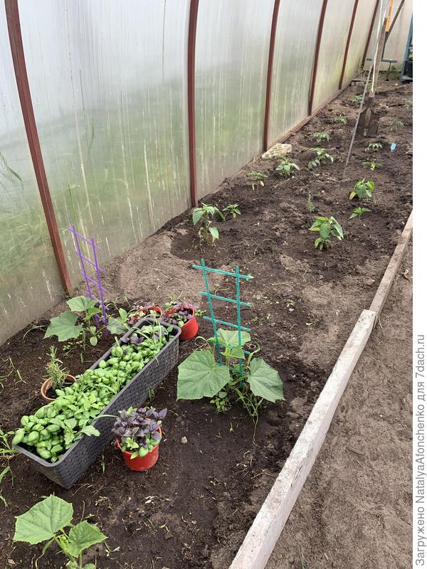 Довысадили самые молодые томаты и чутка перцев еще . На базилик сил не хватило- завтра буду заниматься утром .