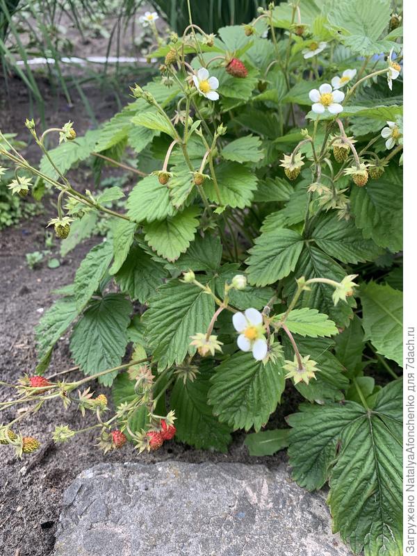 Барон Салемахер