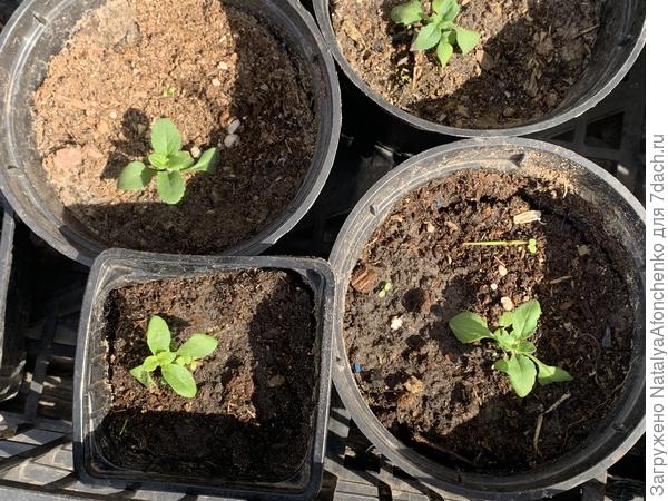 Бакопа какая-то мелкая и растет очень медленно.