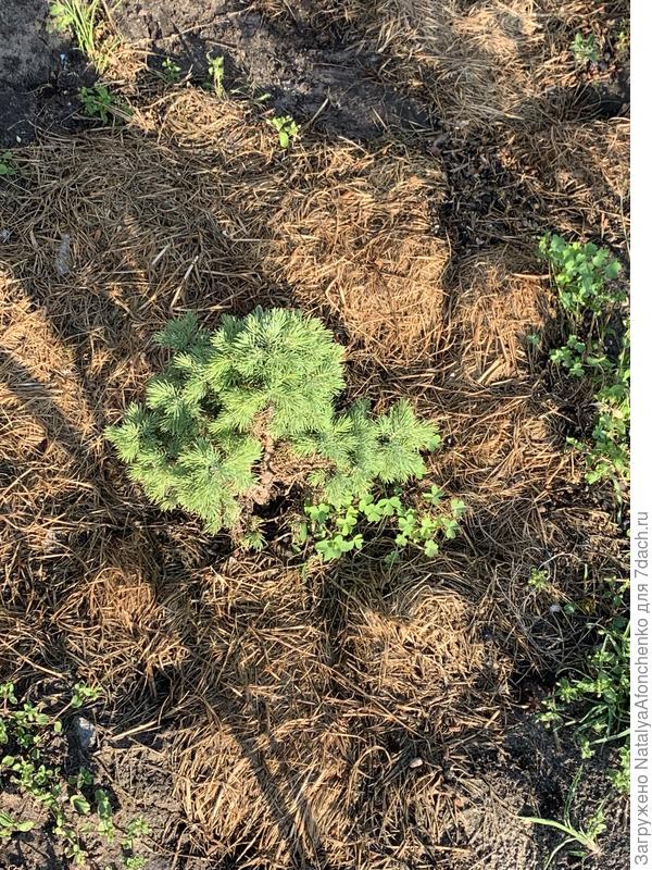 Голубая карликовая ель, которую я нечаянно рубанула  снеговой лопатой.