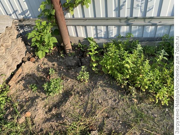 Мелкие сорта там же. После пересадки пара недели прошла. Полила я их пару раз.